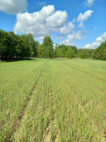 Działka Sprzedaż Gorzów Wielkopolski Chwalęcice Dolne Lipowa 2