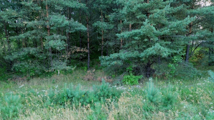 Działka Sprzedaż Lubniewice 10